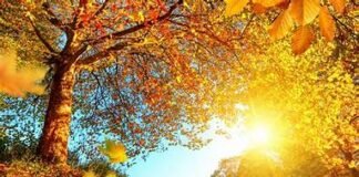 12-14 ნოემბერს საქართველოში მოსალოდნელი ამინდი