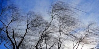 10 იანვარს,საქართველოში ქარის გაძლიერებაა მოსალოდნელი