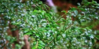 ბზობის დღესასწაულის მოახლოებასთან დაკავშირებით, ბზის მოჭრაზე კონტროლი მკაცრდება