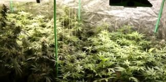 პოლიციამ ნარკოდანაშაულის ბრალდებით 4 პირი დააკავა – ამოღებულია განსაკუთრებით დიდი ოდენობით ნარკოტიკი