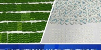 მებაჟე ოფიცრებმა სარფში დიდი ოდენობით ნარკოტიკული ნივთიერების შემცველი მედიკამენტების მალულად შემოტანის ფაქტი გამოავლინეს