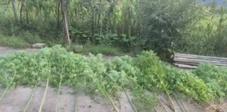 იმერეთის პოლიციამ განსაკუთრებით დიდი ოდენობით ნარკოტიკი ამოიღო – დაკავებულია 3 პირი