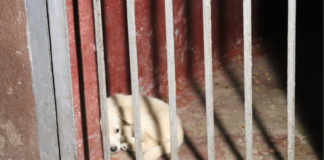 გამოვლენილი შეუსაბამობების გამო, სურსათის ეროვნულმა სააგენტომ ოზურგეთის ცხოველთა თავშესაფრის კლინიკას საქმიანობა შეუჩერა