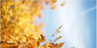 18-21 ნოემბერს საქართველოში მოსალოდნელი ამინდი