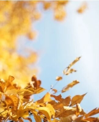 18-21 ნოემბერს საქართველოში მოსალოდნელი ამინდი