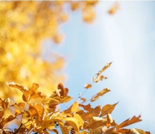 18-21 ნოემბერს საქართველოში მოსალოდნელი ამინდი