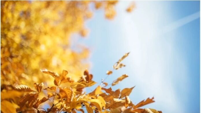 amindi-shemodgoma_w_h