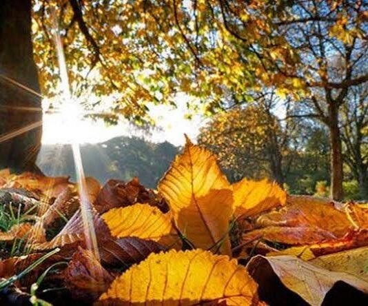 სინოპტიკოსების პროგნოზით, პირველ დეკემბრამდე საქართველოში შენარჩუნებული იქნება უმეტესად უნალექო ამინდი, ხოლო პირველი დეკემბრიდან ზოგან გაწვიმდება