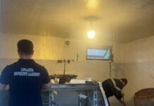 სურსათის ეროვნულმა სააგენტომ აჭარასა და ქვემო ქართლში ცხოველთა არალეგალური სასაკლაოები გამოავლინა