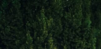 სრულიად საქართველოს კათოლიკოს-პატრიარქი, უწმინდესი და უნეტარესი ილია II სიონის საპატრიარქო ტაძარში დაკრძალეს