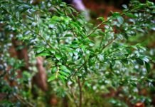 ბზის მოჭრაზე კონტროლი მკაცრდება