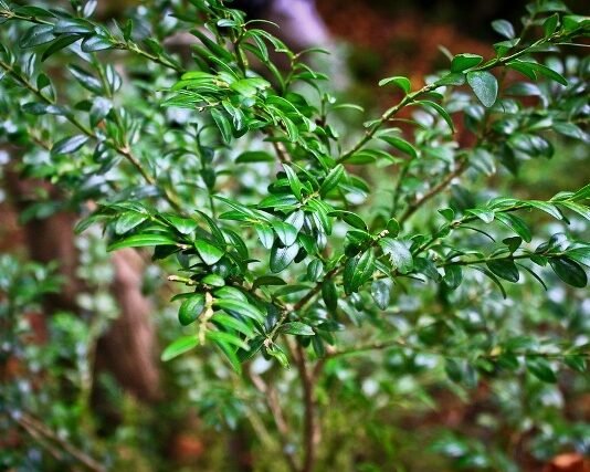 ბზის მოჭრაზე კონტროლი მკაცრდება