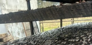 სურსათის ეროვნულმა სააგენტომ თევზის შესაბოლ არალეგალურ საწარმოში კრიტიკული შეუსაბამობები გამოავლინა