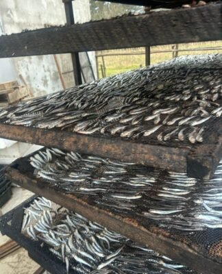 სურსათის ეროვნულმა სააგენტომ თევზის შესაბოლ არალეგალურ საწარმოში კრიტიკული შეუსაბამობები გამოავლინა