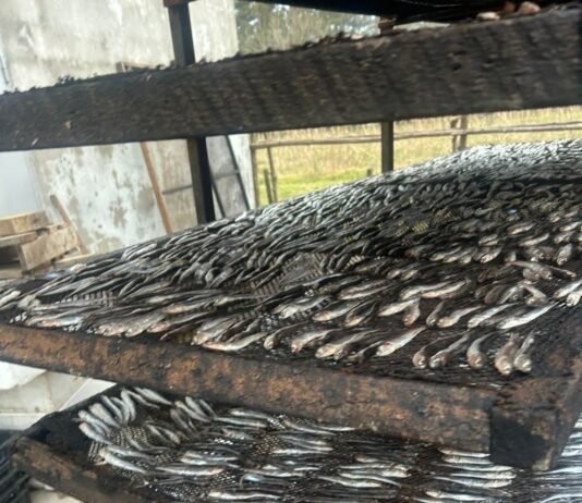 სურსათის ეროვნულმა სააგენტომ თევზის შესაბოლ არალეგალურ საწარმოში კრიტიკული შეუსაბამობები გამოავლინა