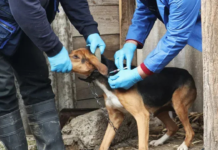 მარტვილის მუნიციპალიტეტში ცოფი გამოვლინდა