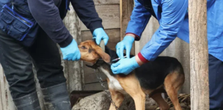 მარტვილის მუნიციპალიტეტში ცოფი გამოვლინდა