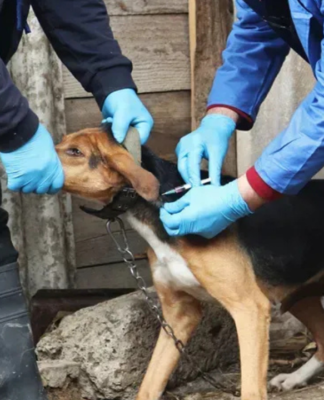 მარტვილის მუნიციპალიტეტში ცოფი გამოვლინდა