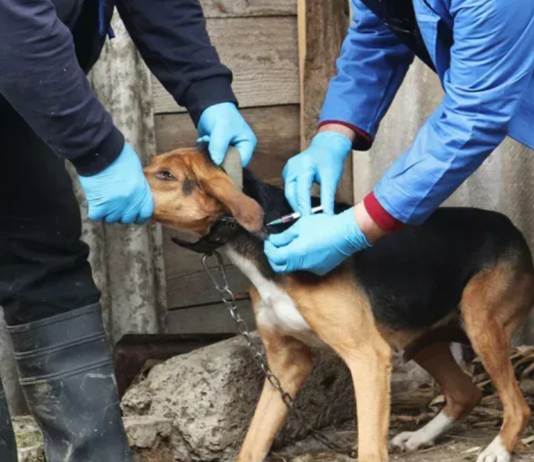 მარტვილის მუნიციპალიტეტში ცოფი გამოვლინდა