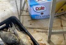 სურსათის ეროვნულმა სააგენტომ გორში თევზის არალეგალური საწარმო გამოავლინა