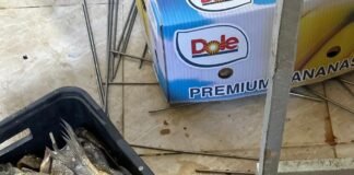 სურსათის ეროვნულმა სააგენტომ გორში თევზის არალეგალური საწარმო გამოავლინა