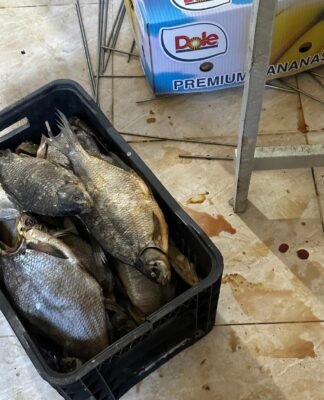 სურსათის ეროვნულმა სააგენტომ გორში თევზის არალეგალური საწარმო გამოავლინა