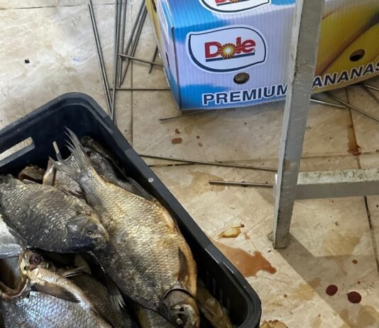 სურსათის ეროვნულმა სააგენტომ გორში თევზის არალეგალური საწარმო გამოავლინა