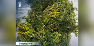 გარემოსდაცვითი ზედამხედველობის დეპარტამენტმა ბზის უკანონო მოპოვების ფაქტი გამოავლინა