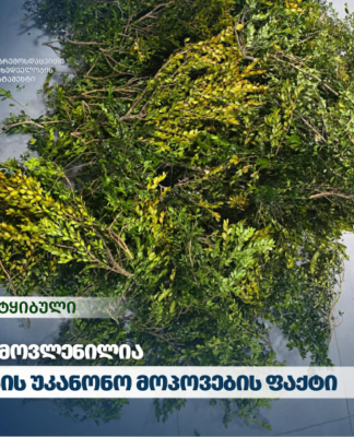 გარემოსდაცვითი ზედამხედველობის დეპარტამენტმა ბზის უკანონო მოპოვების ფაქტი გამოავლინა