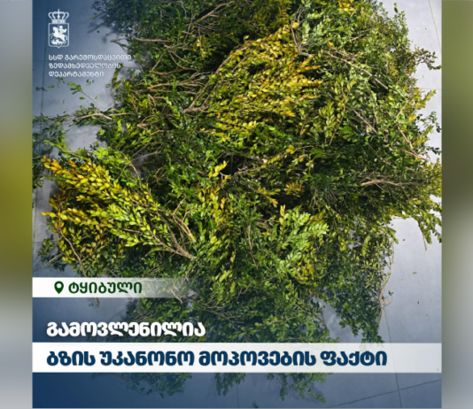 გარემოსდაცვითი ზედამხედველობის დეპარტამენტმა ბზის უკანონო მოპოვების ფაქტი გამოავლინა